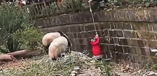 Девочка упала в вольер с пандами  