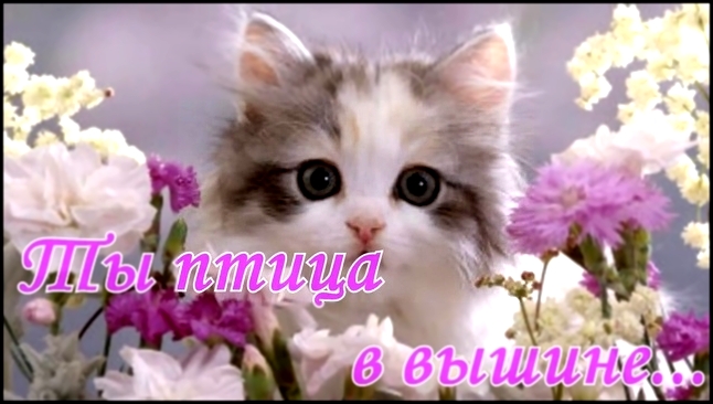 Видеоклип Поздравление с 8 марта! В международный женский день лучшее поздравление с кошками и цветами! 