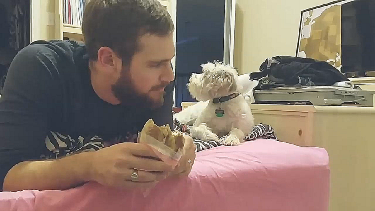 Собака смотрит как ест хозяин 