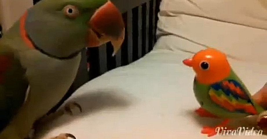 Видеоклип Настоящий попугай и ненастоящая птичка 