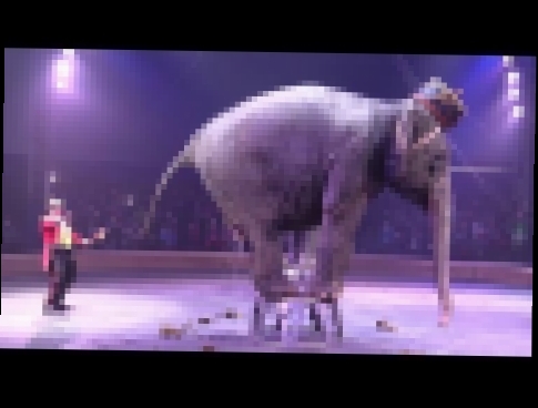Слон срет в цирке. An elephant defecates in a circus. 