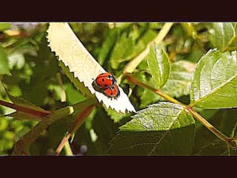 Видеоклип Любовь 2 божьих коровок. Love of 2 ladybugs 