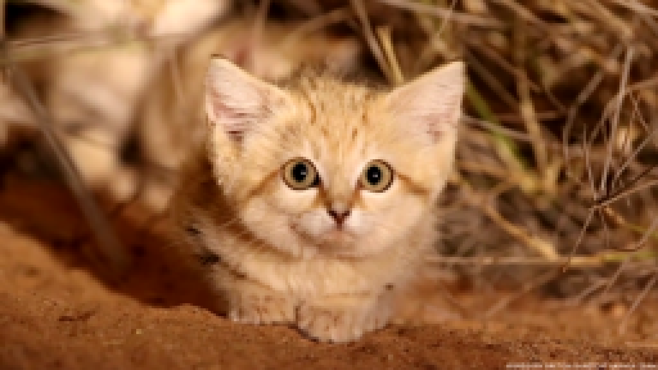Котят песчаной кошки впервые смогли заснять в дикой природе 