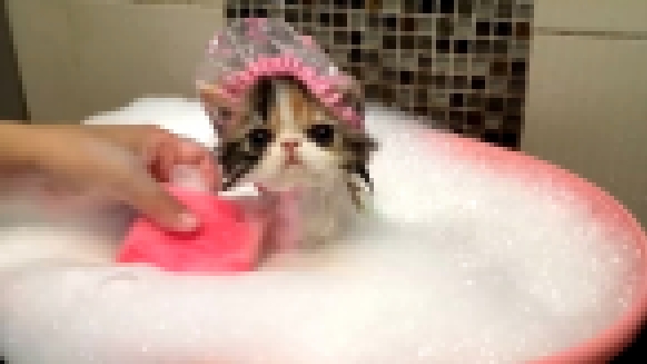 Кошка принимает ванну  