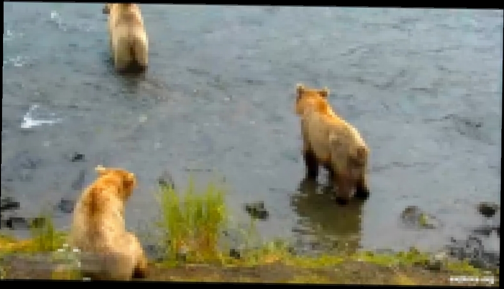 Аляска: Зрелые медведи прогоняют молодых самцов от рыбных мест у водопада  