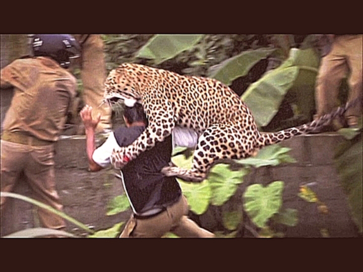 Леопарды в природе и не только Leopards: An Unnatural History  