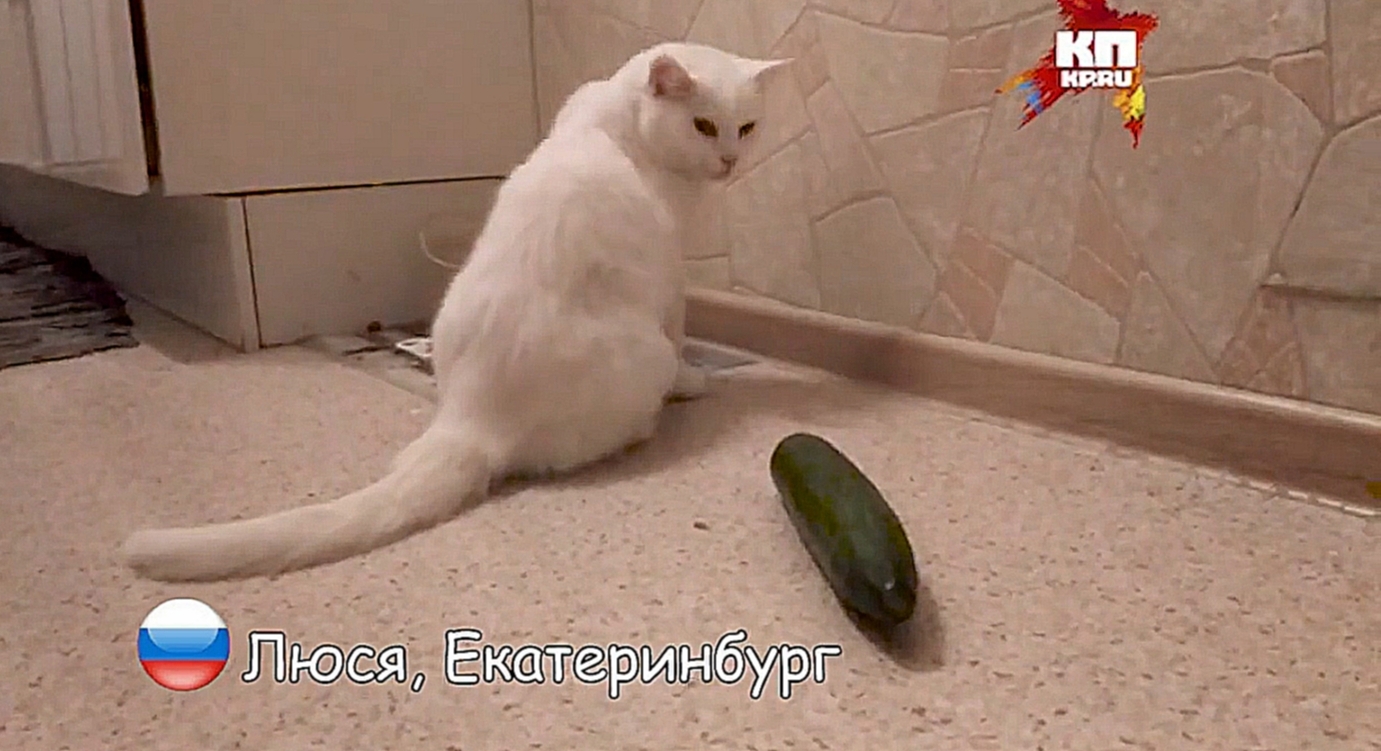 Видеоклип русские коты не боятся огурцов!! 