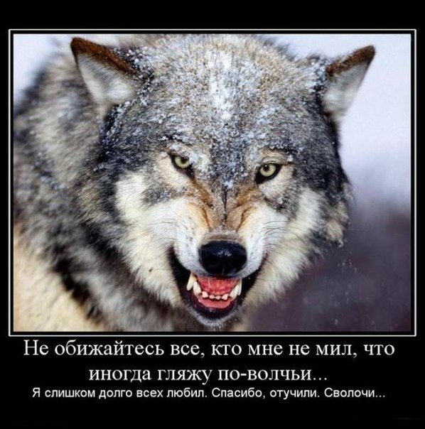 Волк Антон Азаров