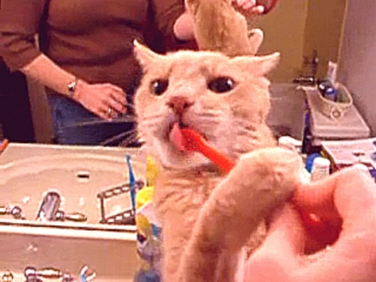 Видеоклип =^.^= Кошка, которая любила чистить зубы 