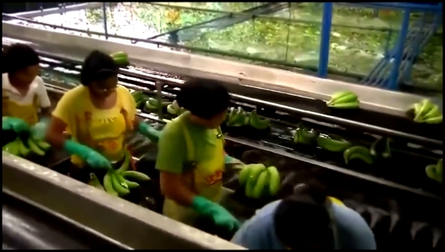 Как выращивают бананы, современная банановая ферма 