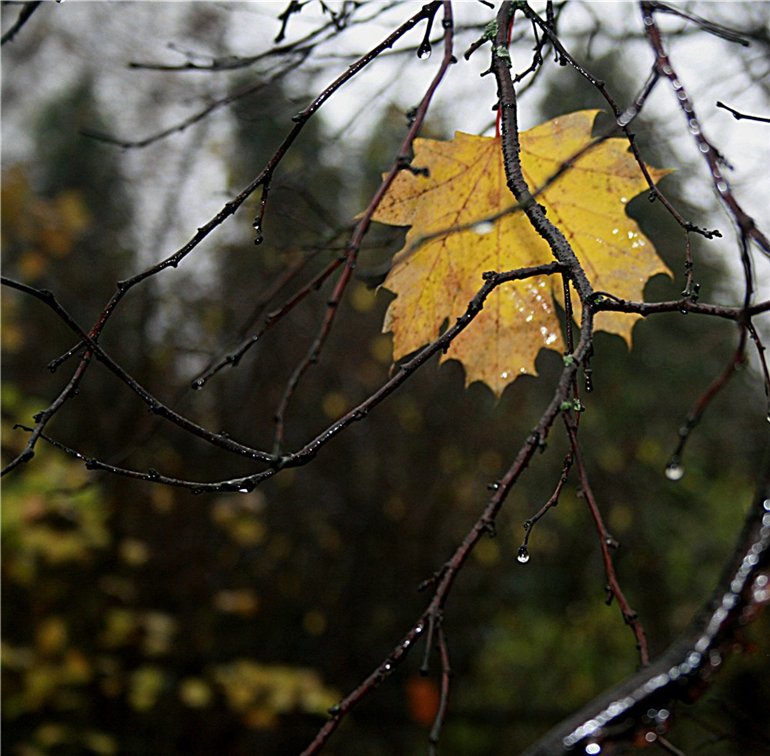 Осенний дождь Бандера Андрей