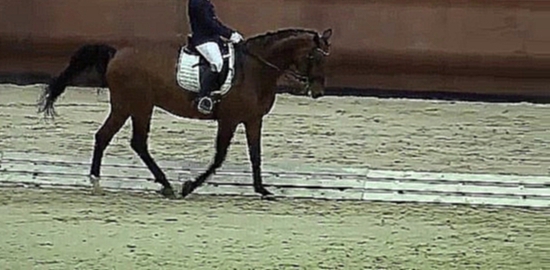 Голштинский конь МП, ППЮ 152-2 