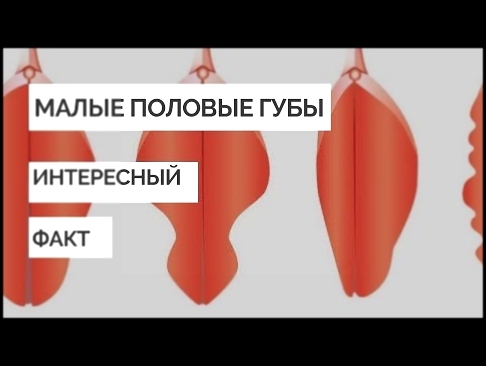 Малые половые губы: интересный факт - Др. Елена Березовская 