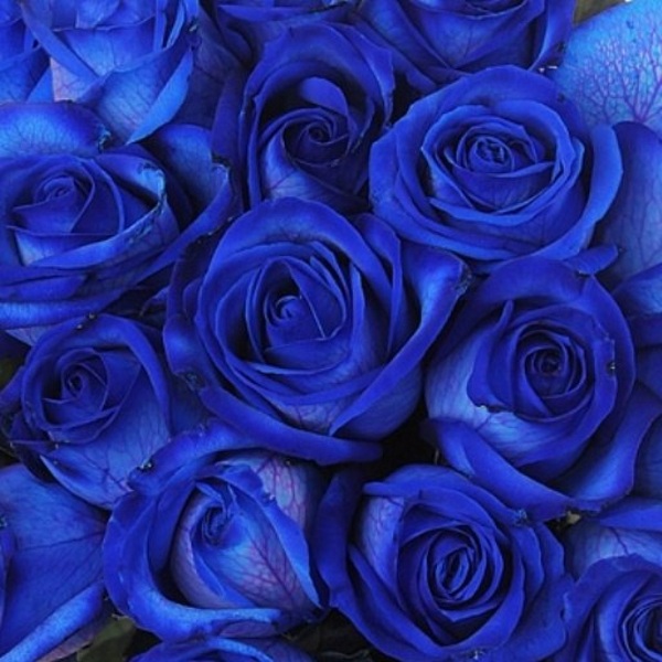 Синие розы доктор албн