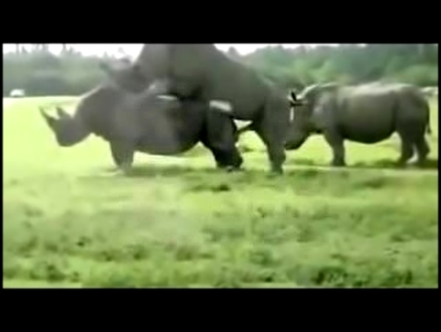 Размножение животных, animaux délevage breeding animals, спаривание носорогов новые животные 