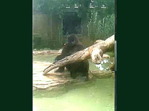 Silverback Gorilla at Henry Doorly Zoo and Aquarium eating carrots 
