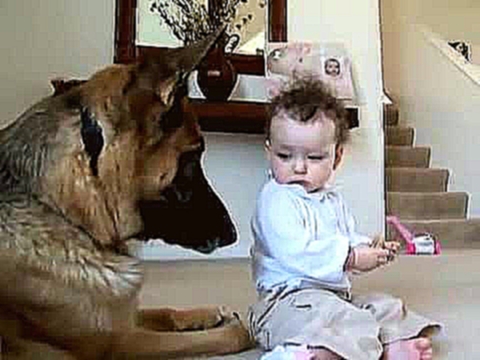 Потрясающе!!!! Маленький ребенок и огромная собака!!! 