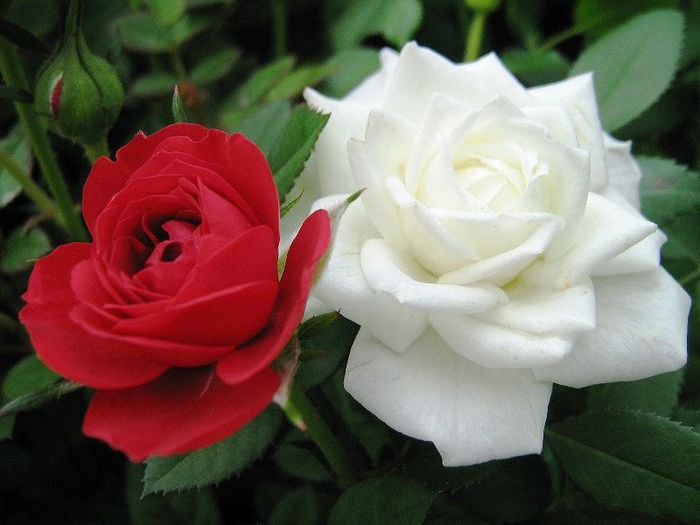 Роза белая и красная Голос