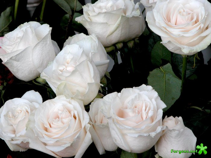 Букет из белых роз (Букет белых роз) Королев Виктор