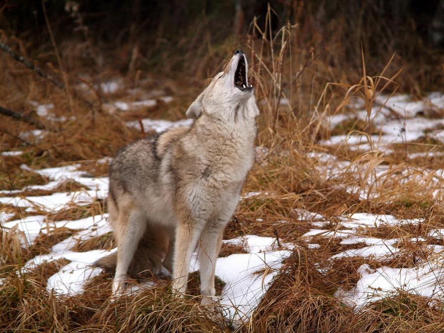 Вой волка наложенный на музыку(очень красиво) Неизвестен