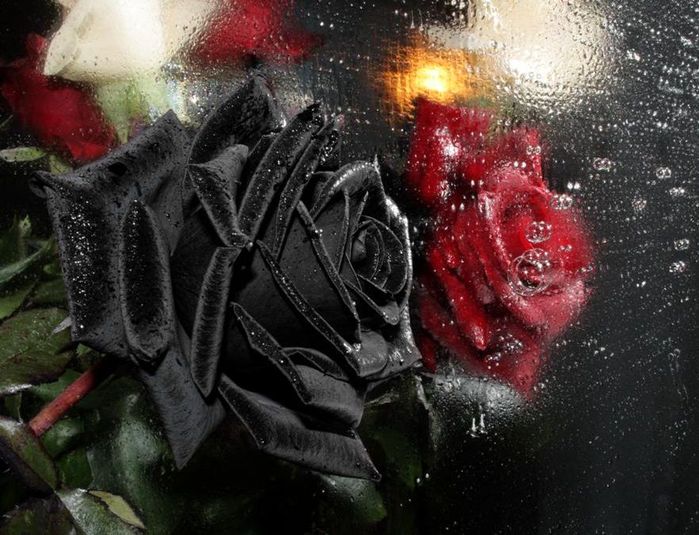 О черных розах и красных розах Фристайл