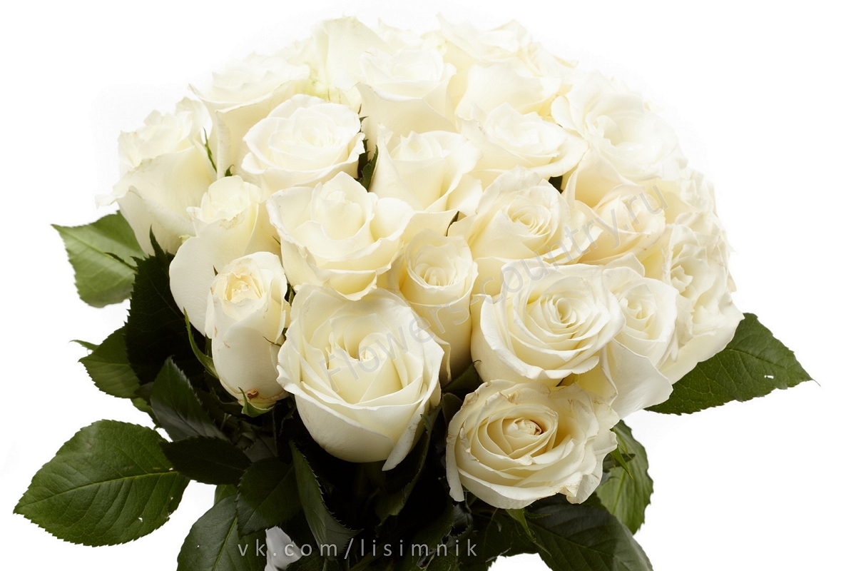 Розы белые Евгений Коновалов